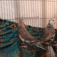 عروس هلندی