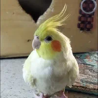 گمشده
