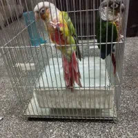 جفت گیرینچیک