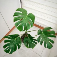 فروش تعدادی گل