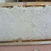 زنبور عسل
