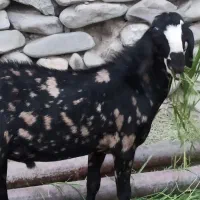 فروش بر نرپلنگی