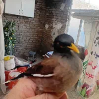 یک جفت مرغ مینا