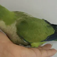 جوجه راهب نرم خور ودون خور سالم و دستی