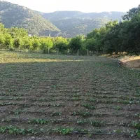 فروش-زمین-کشاورزی-دره-تفه