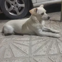 سگ خونگی نژاد دار اصیل آموزش دیده