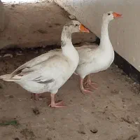 غاز