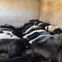 20راس بره پروار فروشی