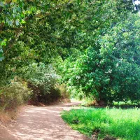 کارگر دائم برای باغ ، سرایدار ، باغدار