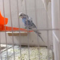 مرغ عشق پروانه ای نر دوگل ابی