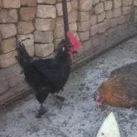 خروس