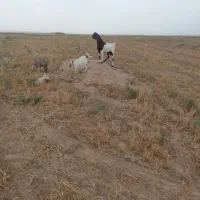 بزغاله پاکستانی نربذری