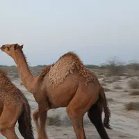 ۳تا کوات نر