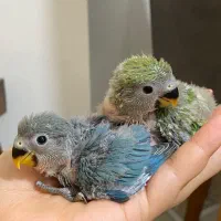 جوجه طوطی برزیلی سرلاکی