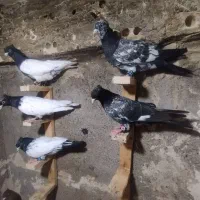 کفتر کبوتر کله کله سیاه جوجه کله سیاه معاوضه با