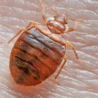 سمپاشی ویژه ساس ضمانتی سم پاشی سوسک ریز