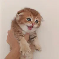 گربه گلد ny25