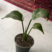 گل نیکولای
