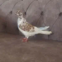 کبوتر جفت هم پرشی تخم گذار