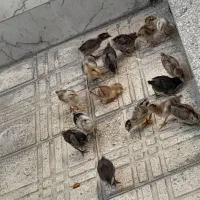 جوجه محلی ۱۵ روز