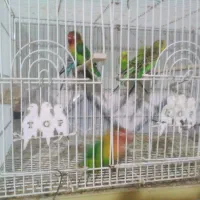 مرغ عشق وطوطی برزیلی