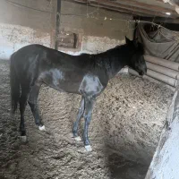 کره‌اسب