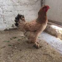 مرغ برهما