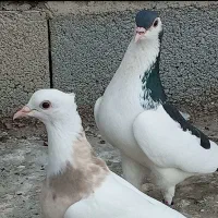 جوجه
