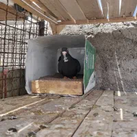 سیاه پلنگ عتیغه بینظیر