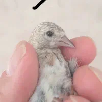 دوعدد جوجه سهره کال  خرم دره زنجان