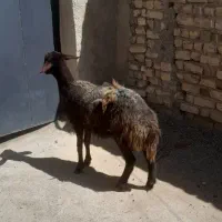 گوسفند ماده