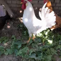 خروس سفید جوان ۵ ماهه