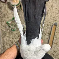نر دومی
