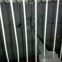 کفتر دارم. معاوضه با مرغ سفید تخمی