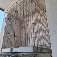 قفس عروس هلندی