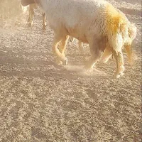 قورچ درجه یک