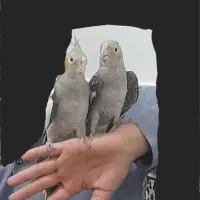 عروس هلندی دستی