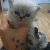 گربه چشم ابی و گوشای افتاده زیبا و خواستنی