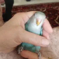 کوتوله ایی فوق العاده دستی بنام فندق