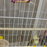 عروس هلندی مولد