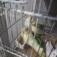 فروش طوطی عروس هلندی