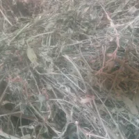 یونجه‌مخلوت‌