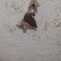 پرنده لوکس