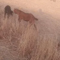 بیگ نر|حیوانات مزرعه|مسجد سلیمان, |دیوار