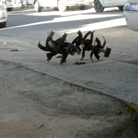 علف زنی شخم زنی خانه باغ