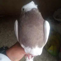 کبوتر طوقی سرکه ای ماده