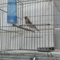 سهره قرص بخون جفتی قناری