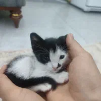واگذاری گربه دوماهه