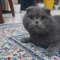 گربه نر اسکاتیش فولد