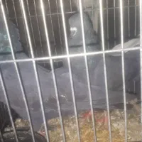 ۲عددماده قلاق دمگیردرجه یک فقط تماس جواب گوهستم